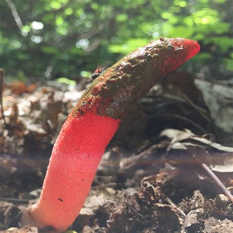 The Stinkhorns Another Abominable Mystery In The Making