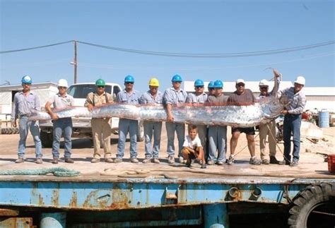 Oarfish The Longest Fish In The World Amusing Planet