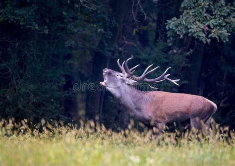 Red Deer Roaring In Forest Stock Photo Image Of Cervus 98367102