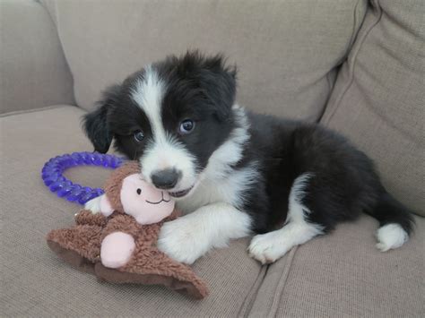 Our New Baby Girl Black And White Border Collie Puppy