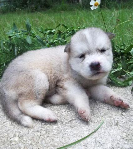 Adopt siberian husky dogs in florida. HUSKY/MALAMUTE MIX PUPPIES for Sale in Chattahoochee ...