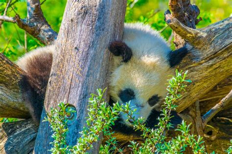 Giant Panda Sleeping On A Tree In The Schonbrunn Tiergartenimage