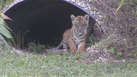 Endangered Sumatran Tiger Cub Makes Public Debut At Zoo
