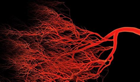 The Science Of Sprouting New Blood Vessels Asian Scientist Magazine