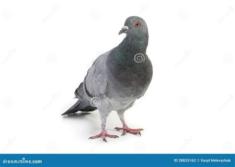 Gray Dove Stock Photo Image Of Pigeon Alive Stay Wonder 28825162