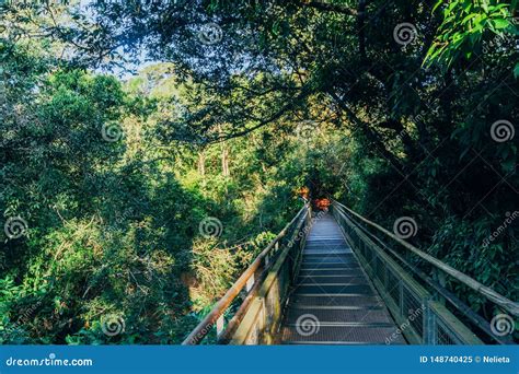 Hiking Trail In The Iguazu National Park Stock Image Image Of