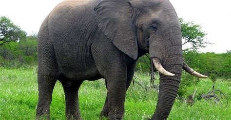 Kornea merupakan bagian bening yang bersifat tembus pandang dan terletak di lapisan terluar. Paling Populer 25+ Gambar Flora Dan Fauna Di Indonesia ...
