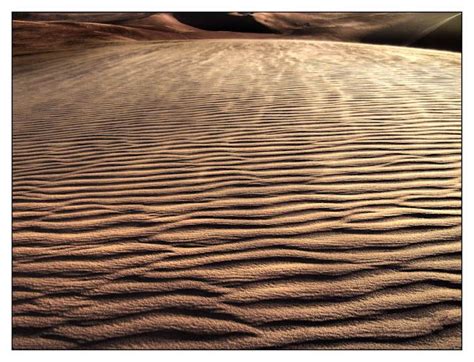 Dune Textures Namib Desert Namib Desert Animal Print Rug Deserts