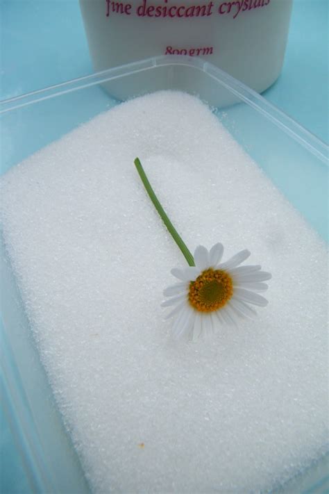 Perlite can be added as well but ensure that the pieces are quite small. drying daisies silica gel sand | Faire sécher des fleurs ...