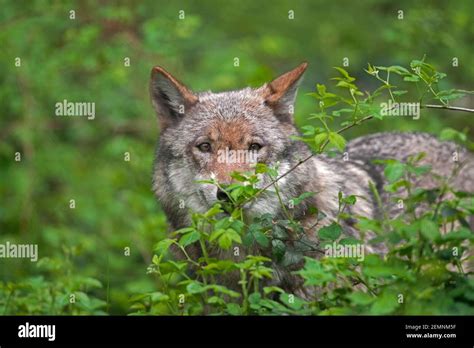 Solitary Eurasian Wolf European Gray Wolf Grey Wolf Canis Lupus