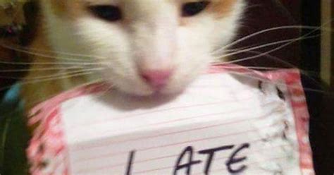 Cat Shaming At Its Finest Album On Imgur