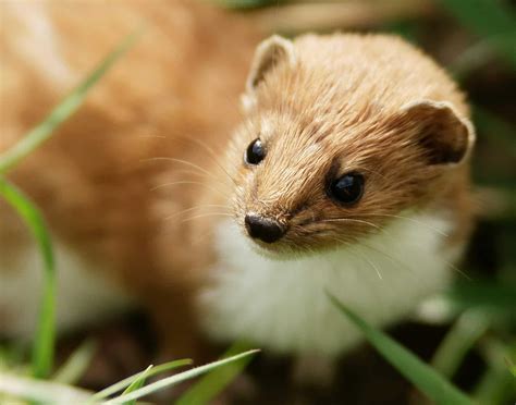 Picture 2 Of 10 Weasel Mustela Nivalis Pictures And Images Animals