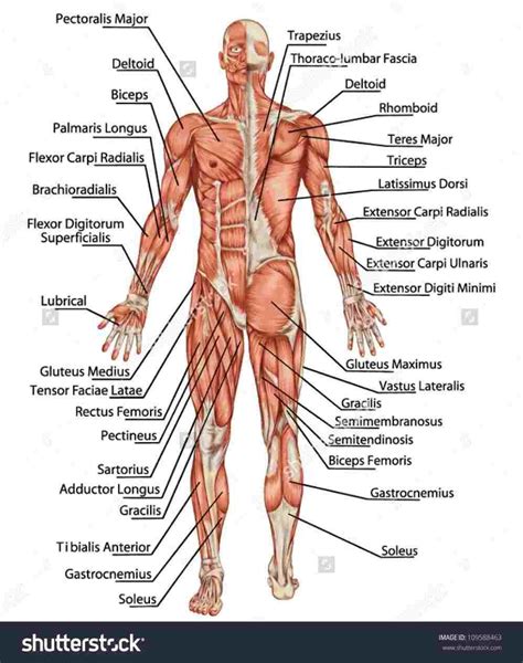 For example, the biceps muscle, in the front of the upper arm, is a flexor, and the triceps, at the back of the upper arm, is an extensor. Human Muscles Labeled | Human body organs, Human body ...