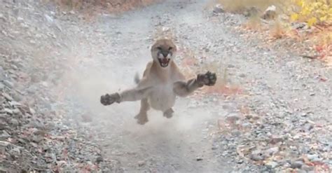 Hiker S Terrifying Cougar Encounter Captured In Minute Viral Video