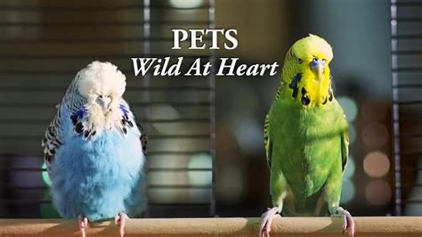 Your Pets Secrets Revealed Wjct News