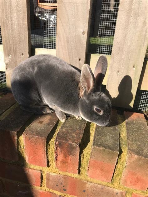 Mini Rex Rabbit In Hoo Kent Gumtree