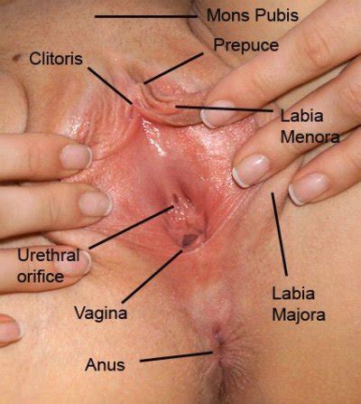 Vagina Clitoris
