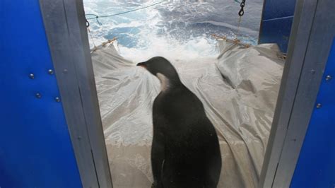 Strange But True Seals Found Sexually Assaulting Penguins Cbs News