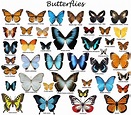butterflies and their names | Good to know | Pinterest | Butterfly and ...