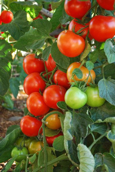 Growing Tomatoes How To Grow Tomatoes Planting Tomatoes