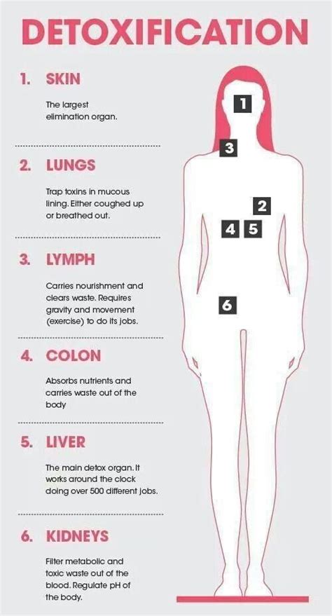 However, there is no universally standard definition of what constitutes an organ, and some tissue groups' status as one is debated. Six main detox organs (skin, lungs, lymph, colon, liver ...