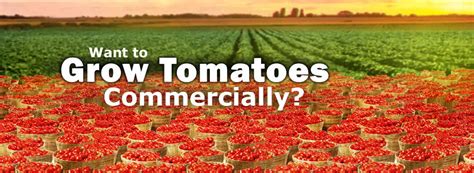 How To Grow Tomatoes Commercially Kennco Manufacturing