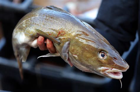 Scientists Fishing Fleet Team Up To Save Cod — By Listening Kuer 901