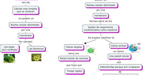 Tipos De Células Mapa Conceptual De Los Tipos De Células