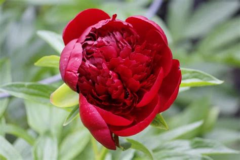 Some types of peonies have a single ring of petals, while other types have multiple rows of petals. 31 Types of Peonies (All Colors, Bloom Types and Varieties)