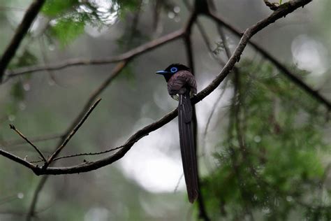 Japanese Paradise Flycatcher By Mubia On Youpic