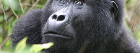 Interesting Facts About Gorillas Gorilla Trekking Safaris Rwanda