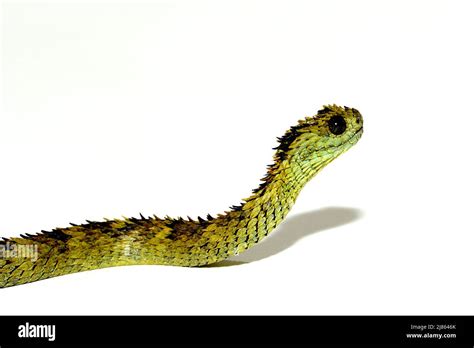 Hairy Bush Viper Cut Out Stock Images And Pictures Alamy