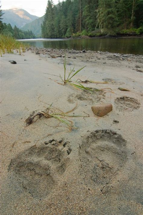 Grizzly Tracks In The Sand In The Great Bear This Is No Place For Oil