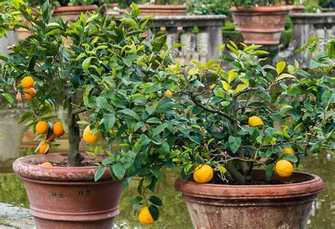 best backyard fruit trees how to grow the best fruit trees for your garden hgtv fruit trees