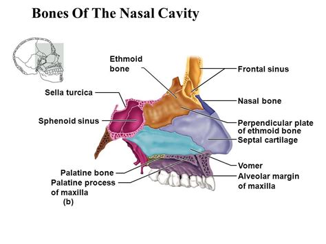 Huesos Cavidad Nasal Images