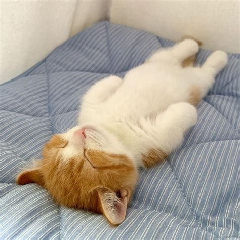 사람처럼 잠자는 사랑스러운 새끼 고양이 사진 모음 Top 6 Newsnack