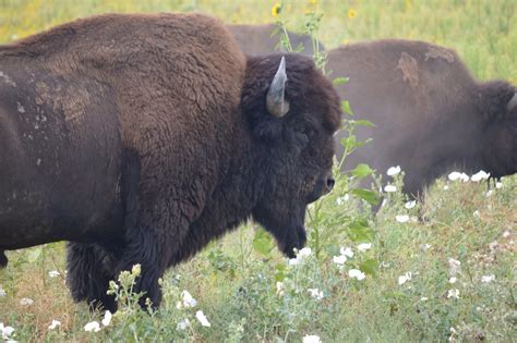 Some Photos I Took At The Rocky Mountain Arsenal National Wildlife