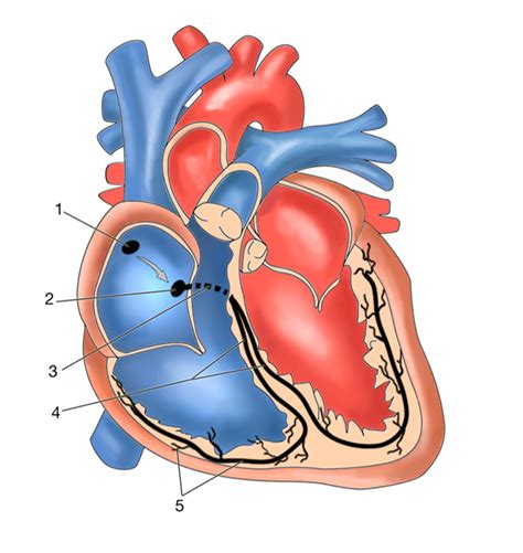 The Cardiac Conduction System Diagram Quizlet