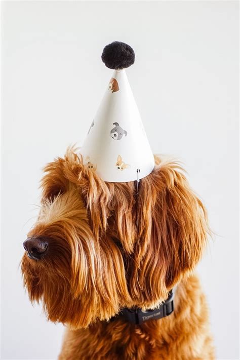 A Brown Dog Wearing A Party Hat