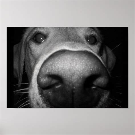 Just Being Nosey Poster Zazzle