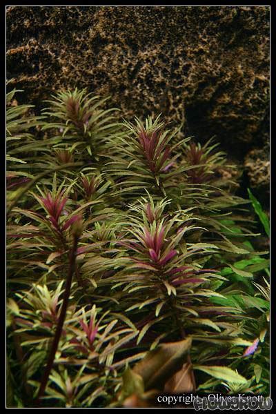 Limnophila Hippuridoides Flowgrow Aquatic Plant Database