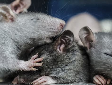 11 reasons why rats make good pets - and you should own one!