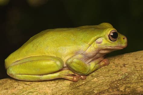 A Dumpy Tree Frog Is Looking For Prey In The Bushes Stock Photo