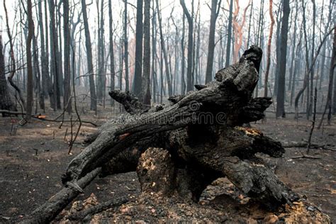 Australian Bushfires Aftermath Burnt Eucalyptus Trees Stock Image
