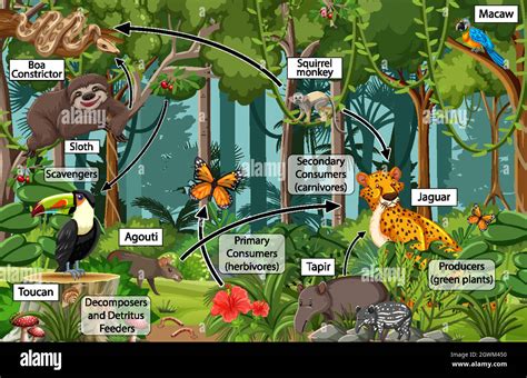 Diagram Showing Food Web In The Rainforest Stock Vector Image And Art Alamy