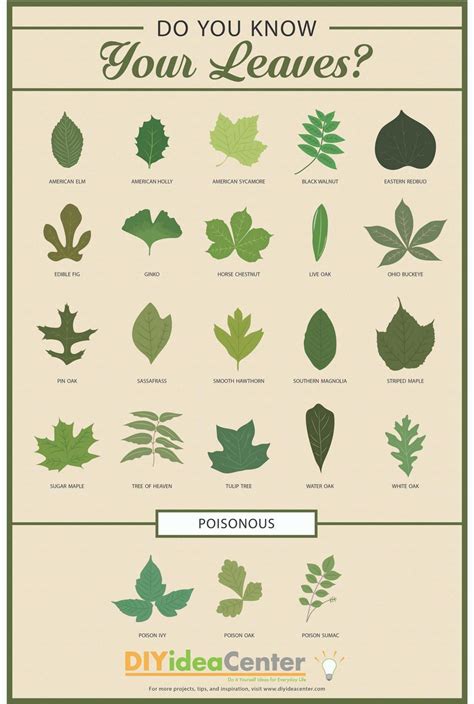 The Different Types Of Leaves That You Can See In This Info Sheet