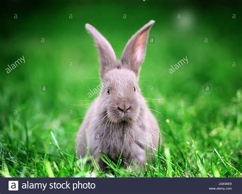 Little Rabbit On Green Grass In Summer Day Stock Photo Alamy