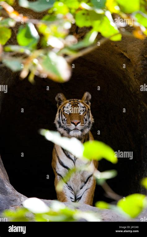 Wild Bengal Tiger In The Cave India Bandhavgarh National Park Madhya