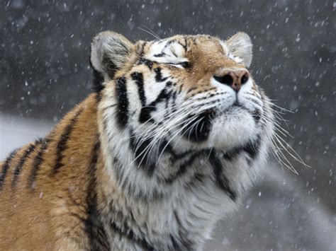 Amazing Beautiful Cat Snow Tiger Image 341280 On