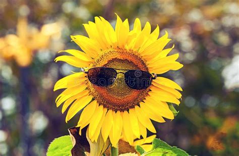 Sunflower Wearing Black Sunglasses On Natural Light Stock Image Image Of Earth Floral 76192721